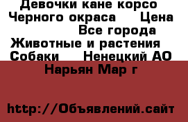 Девочки кане корсо. Черного окраса.  › Цена ­ 65 000 - Все города Животные и растения » Собаки   . Ненецкий АО,Нарьян-Мар г.